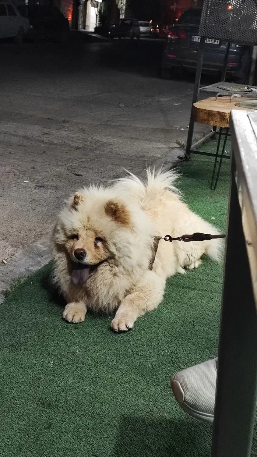 سگ چاوچاو اصیل|سگ|ساری, |دیوار