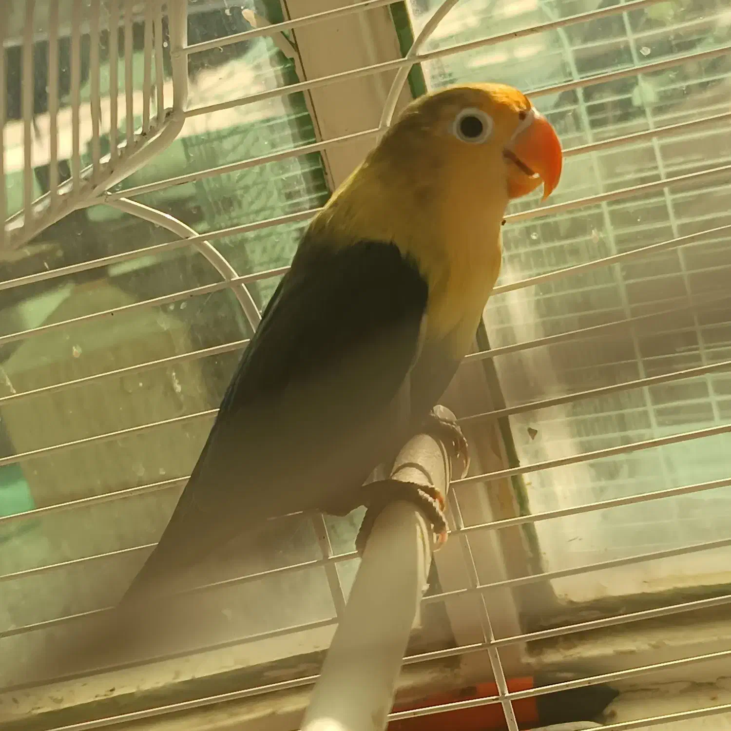 کوتوله ماده اوپال وجوجه مرغ عشق|پرنده|زاهدان, |دیوار