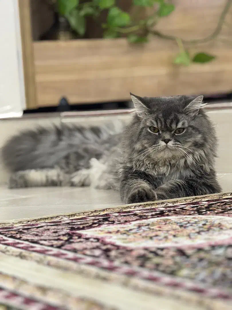 جفت زدن گربه|گربه|بوکان, |دیوار