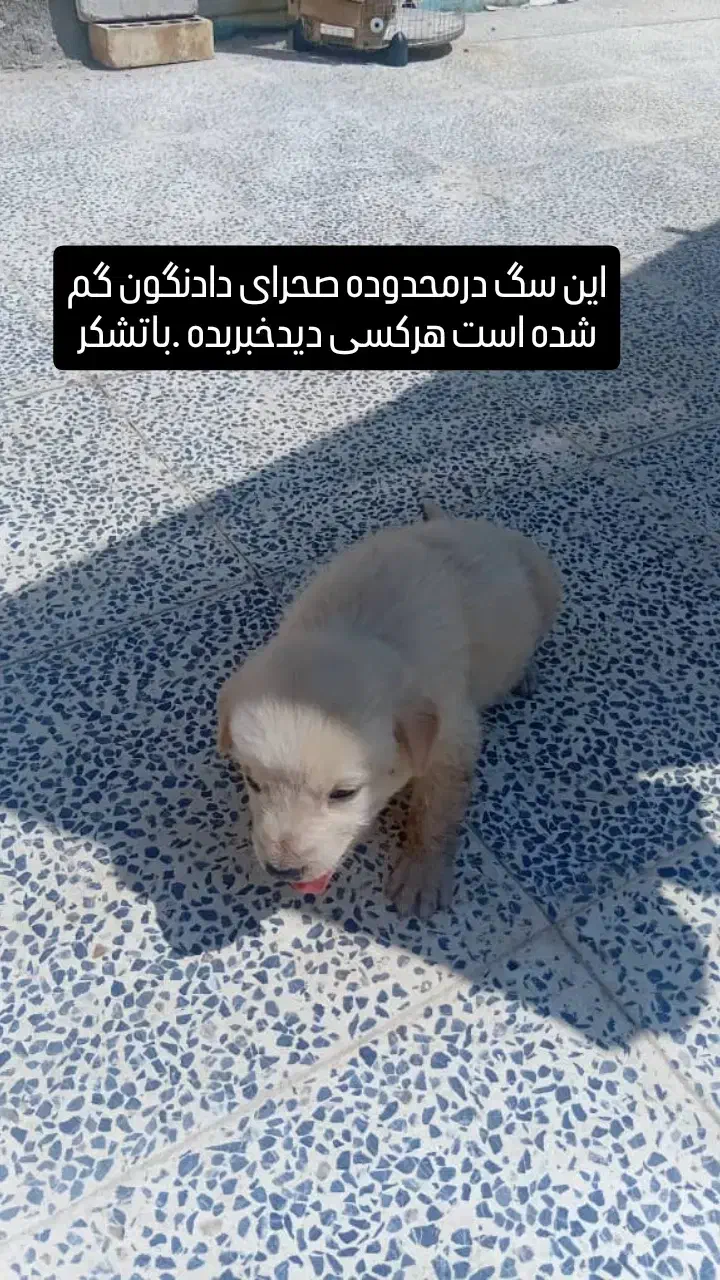 سگ اشپیتز|سگ|شهرضا, |دیوار