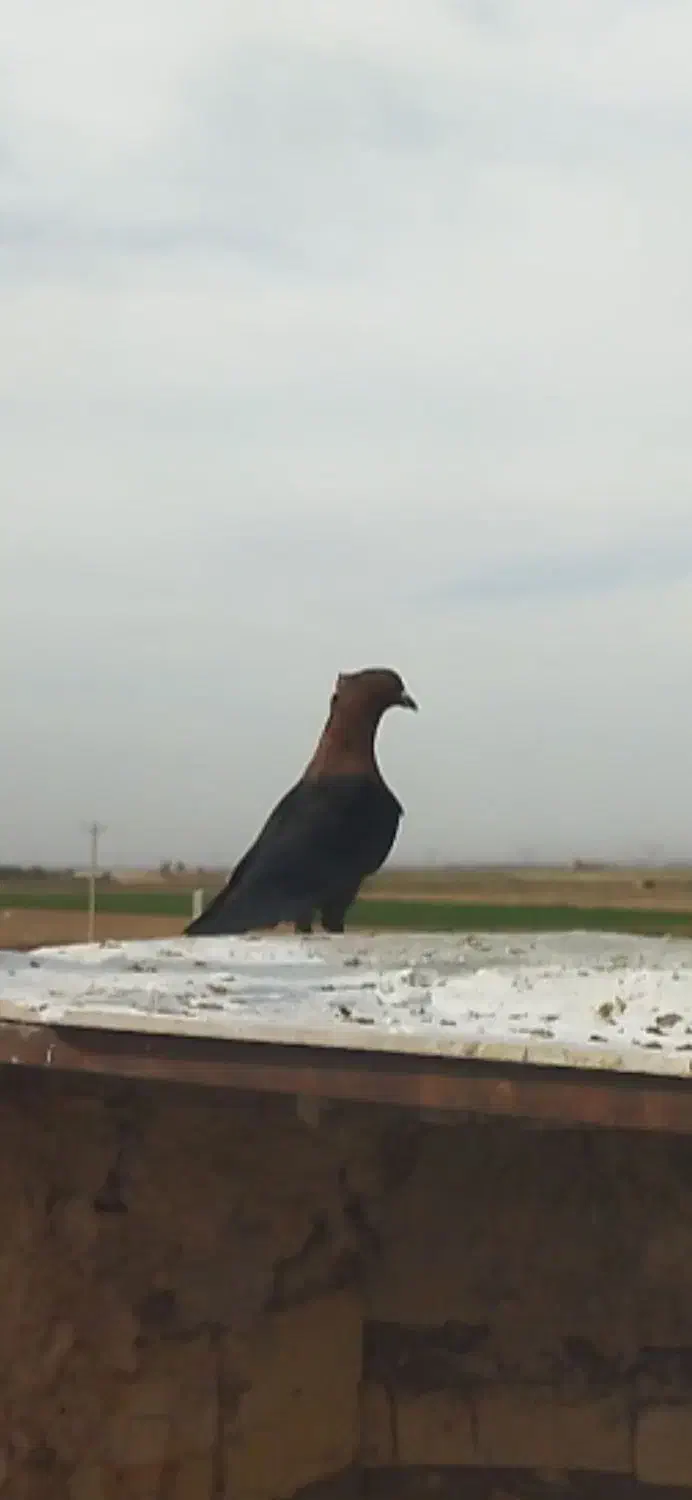 کفتر رنگی|پرنده|نصر آباد, |دیوار