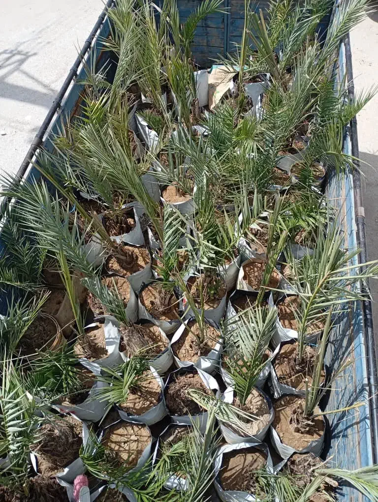 فروش انواع پاجوش|خدمات باغبانی و درختکاری|برازجان, |دیوار