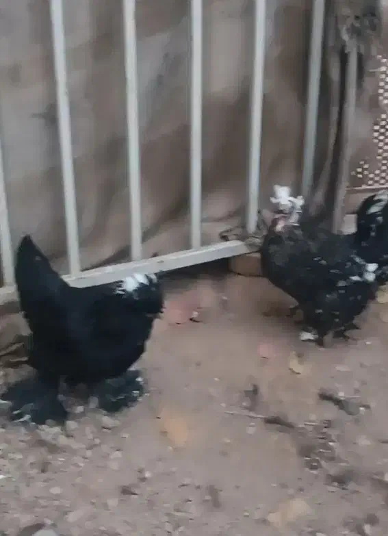 مرغ جوان تخم گذار نژاد دار|حیوانات مزرعه|آباده, |دیوار