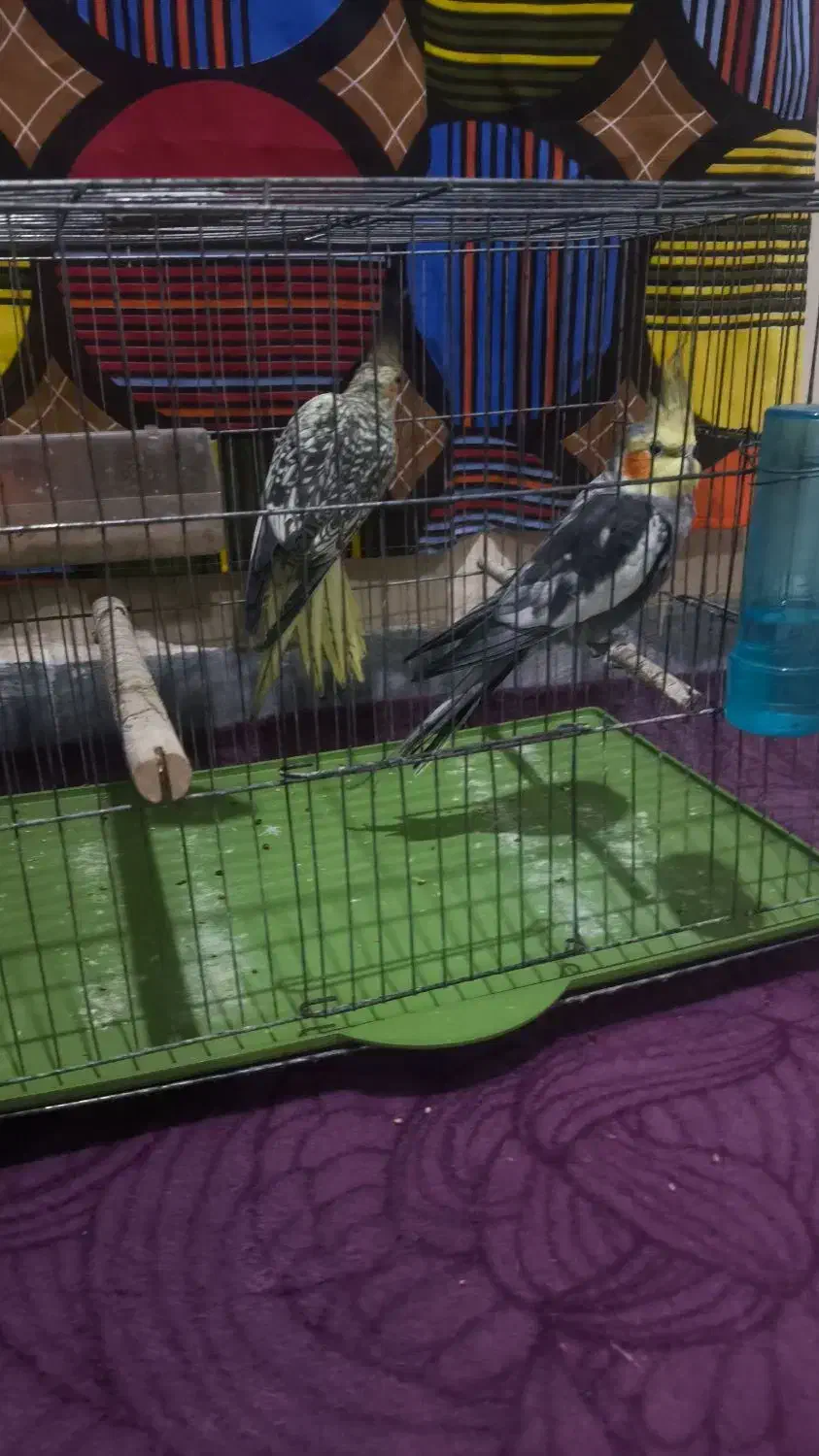 فروش عروس جفت و تک|پرنده|بندر کنگان, |دیوار