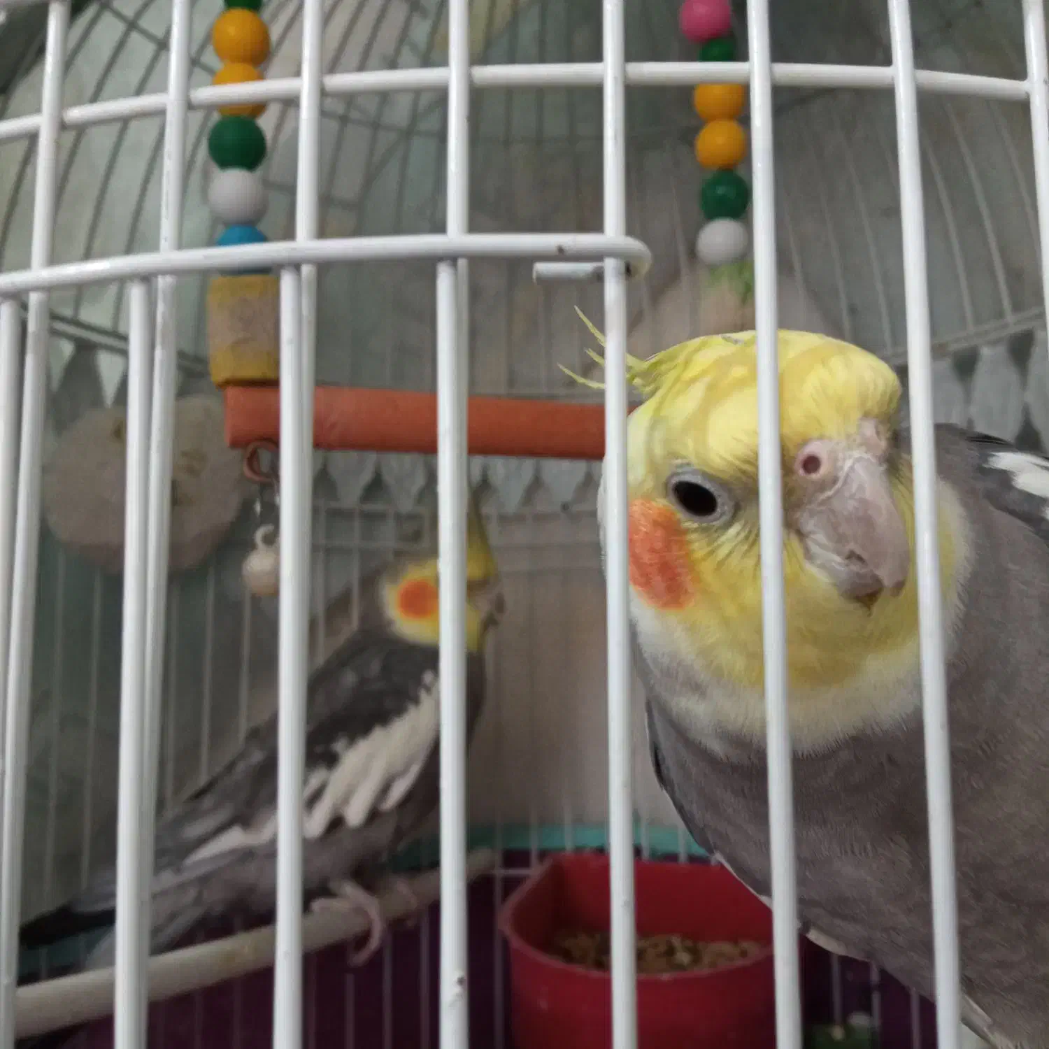 عروس هلندی ابلغ و سیامون|پرنده|تربتحیدریه, حاجی یار|دیوار