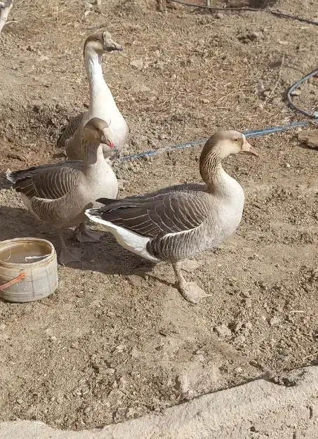 قوغاز اصل|حیوانات مزرعه|جوادآباد, |دیوار