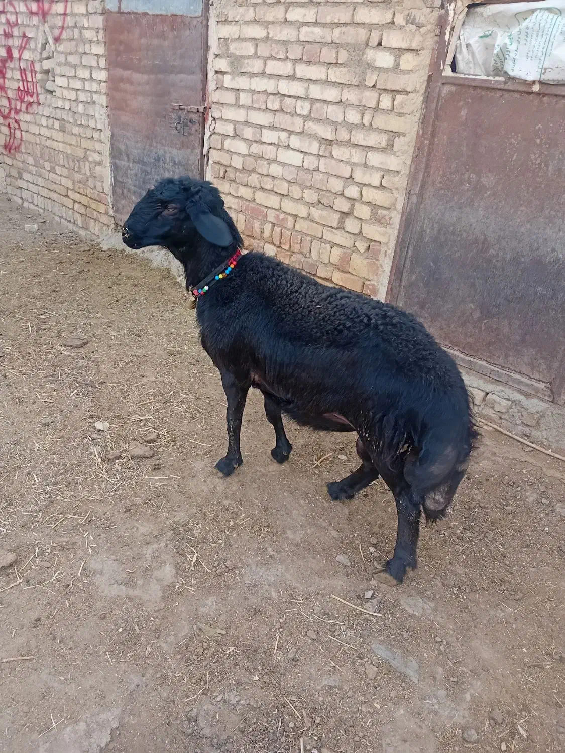 بره قوچ آنتیک یک یک|حیوانات مزرعه|کمیجان, |دیوار