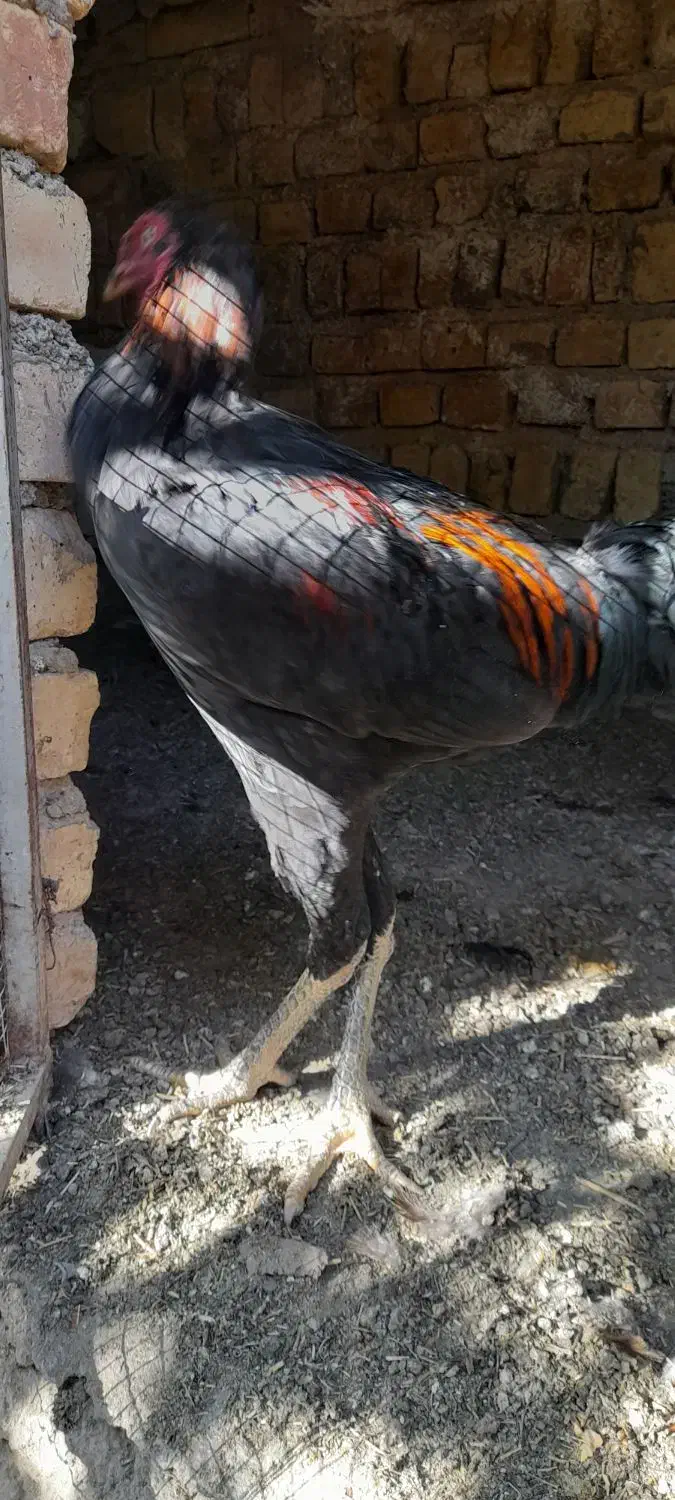 معاوضه با مرغ محلی|حیوانات مزرعه|ضیاء آباد, |دیوار