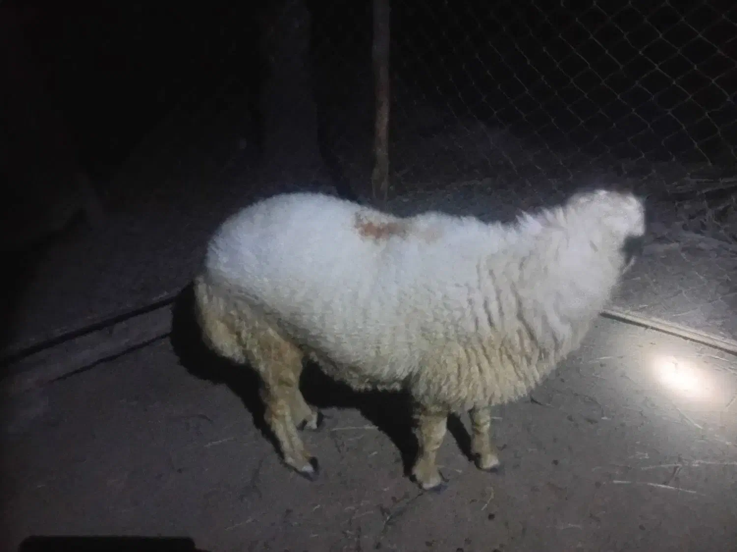 یک عدد بره نر اصل چاق و سرحال|حیوانات مزرعه|میناب, |دیوار