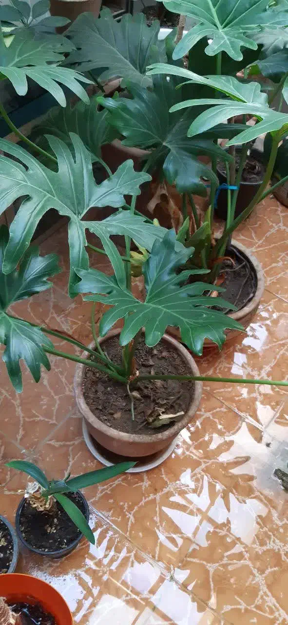 گل برگ انجیری|گل و گیاه طبیعی|کرچمبو, |دیوار