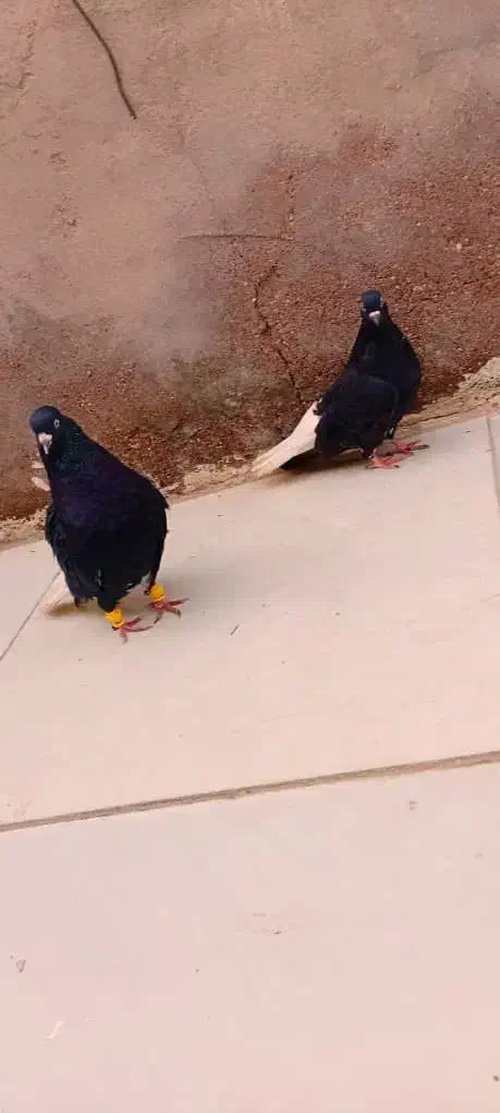 پرنده دم سفید|پرنده|باوی, |دیوار