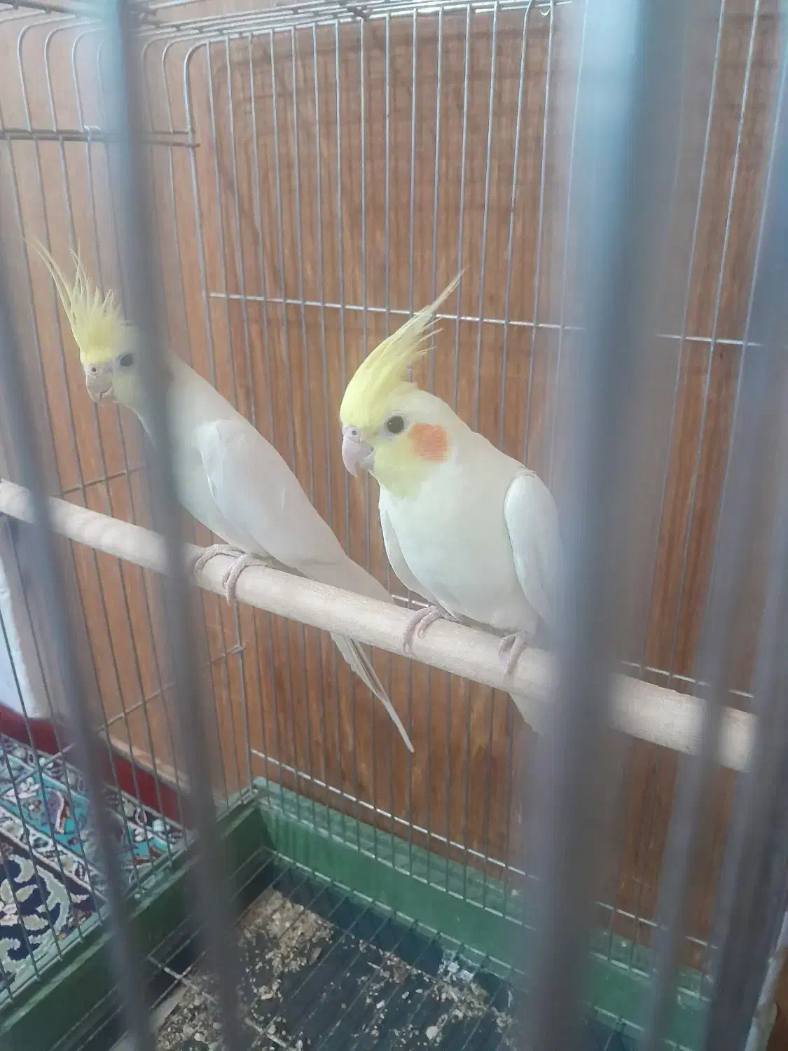 جفت عروس هلندی کینگ سایز|پرنده|خرمدره, |دیوار