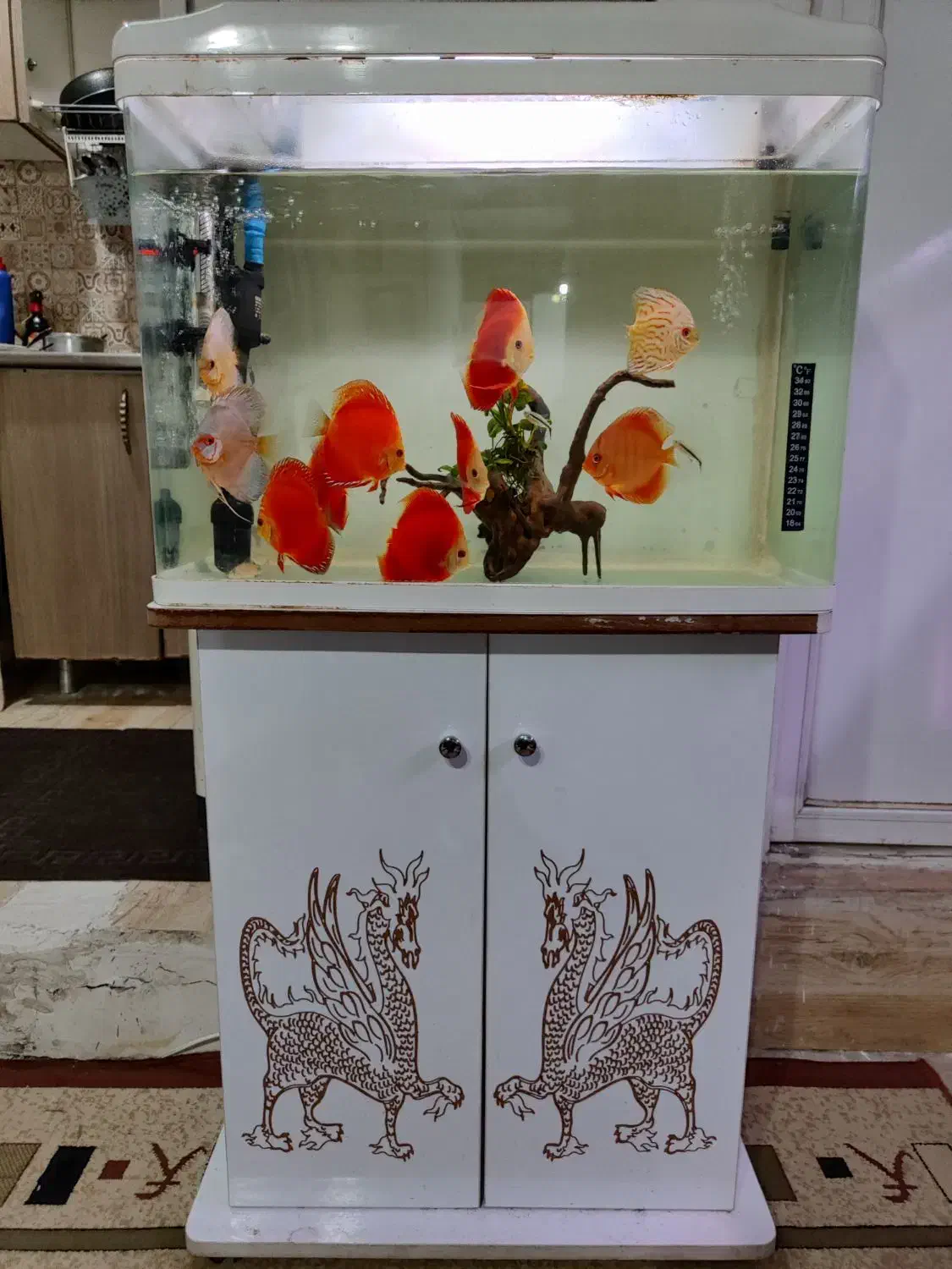 آکواریوم k580 دلسا و فیلتر سطلی uv|ماهی|تهران, وردآورد|دیوار