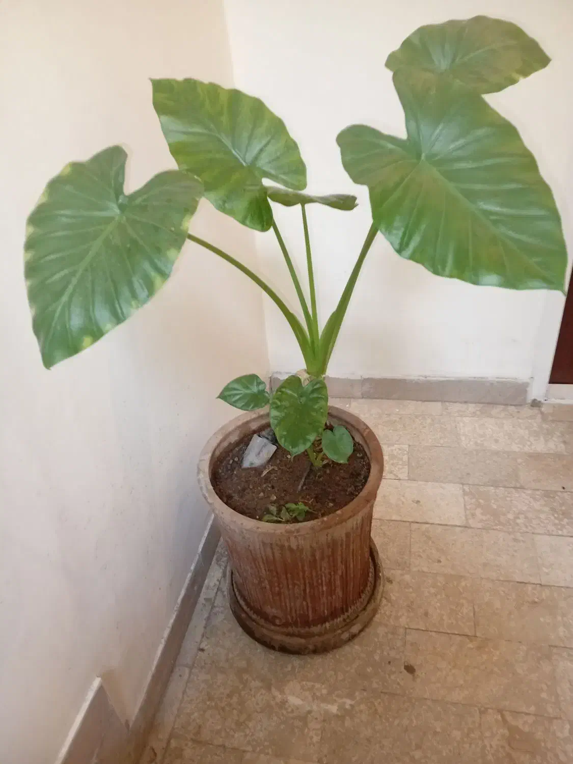 گل طبیعی بابا آدم|گل و گیاه طبیعی|تهران, حکیمیه|دیوار