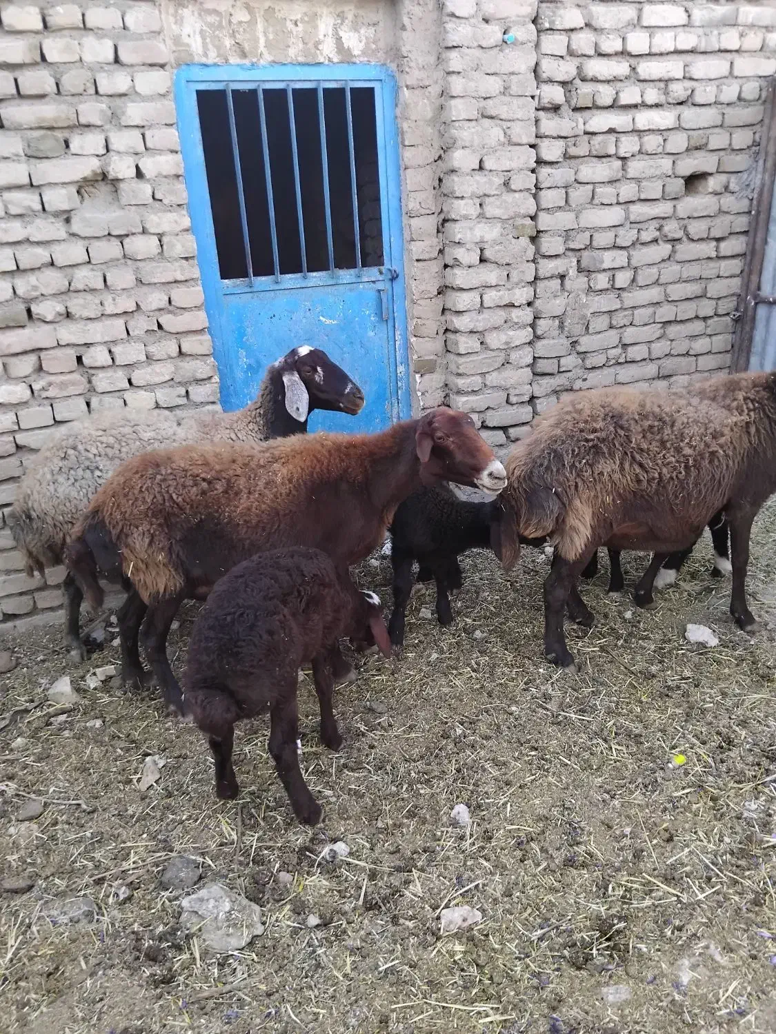 گوسفند|حیوانات مزرعه|زاوه, |دیوار