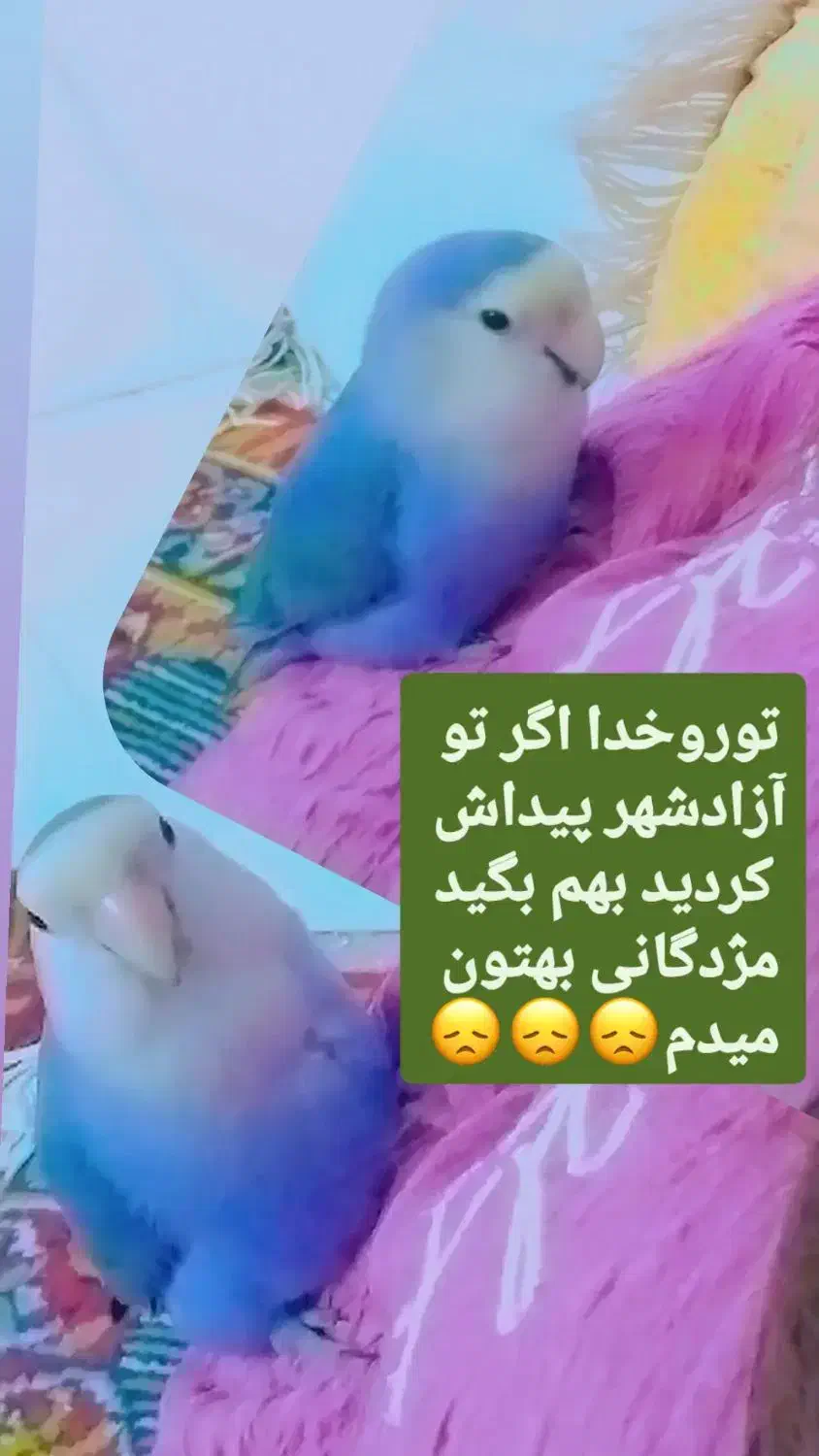 گمشده|حیوانات|آزادشهر, |دیوار