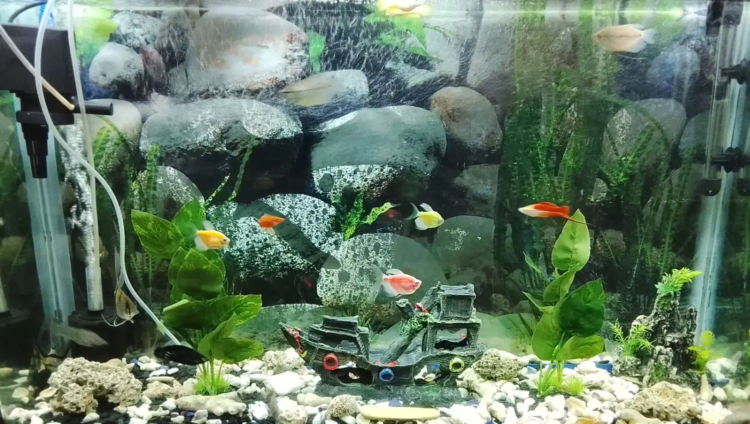 ماهی|ماهی|تهران, خلیج فارس|دیوار