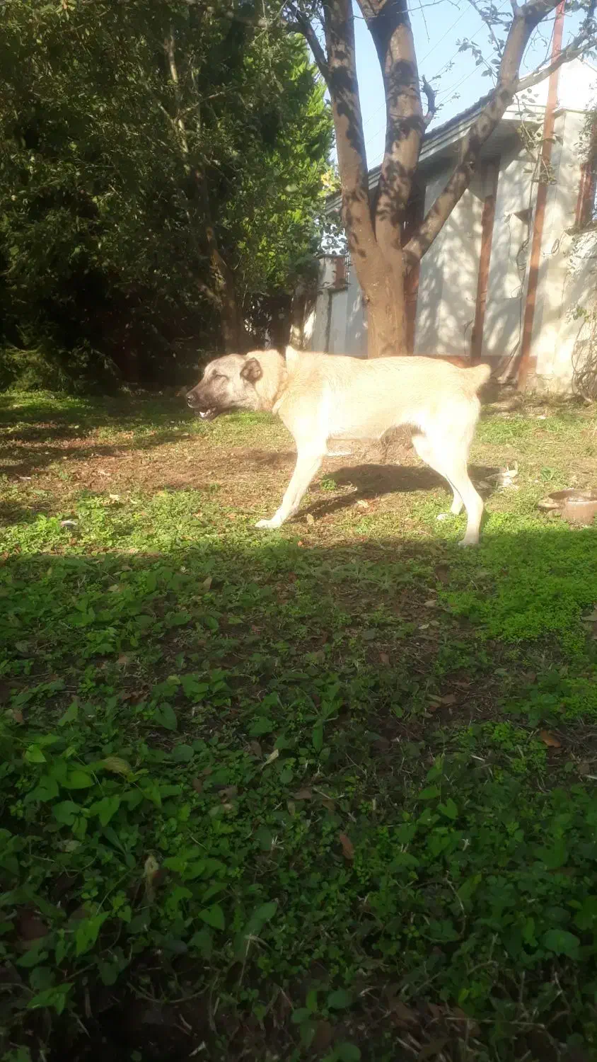 توله چهار ماهه سرابی اصل|سگ|ماسال, |دیوار