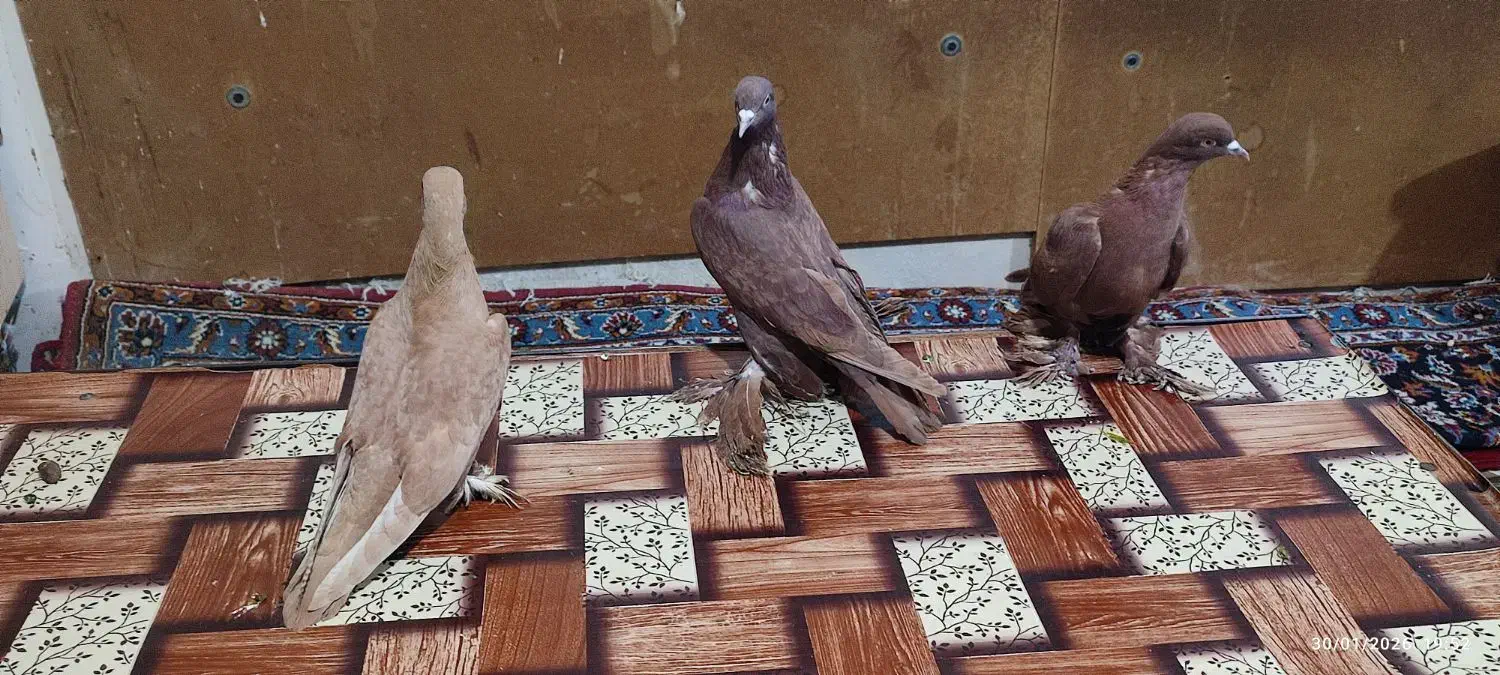 تعدادی کبوتر الوان|پرنده|باسمنج, |دیوار