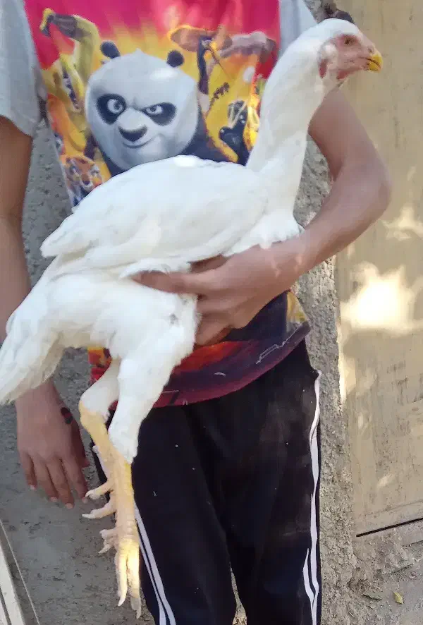 جوجه مرغ لاری|حیوانات مزرعه|هشتگرد, تهران دشت|دیوار