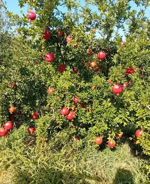 باغ ۱۰۰۰ متری چهار فصل(روستای اندیس)|فروش دفتر صنعتی، کشاورزی، تجاری|قم, نیروگاه|دیوار