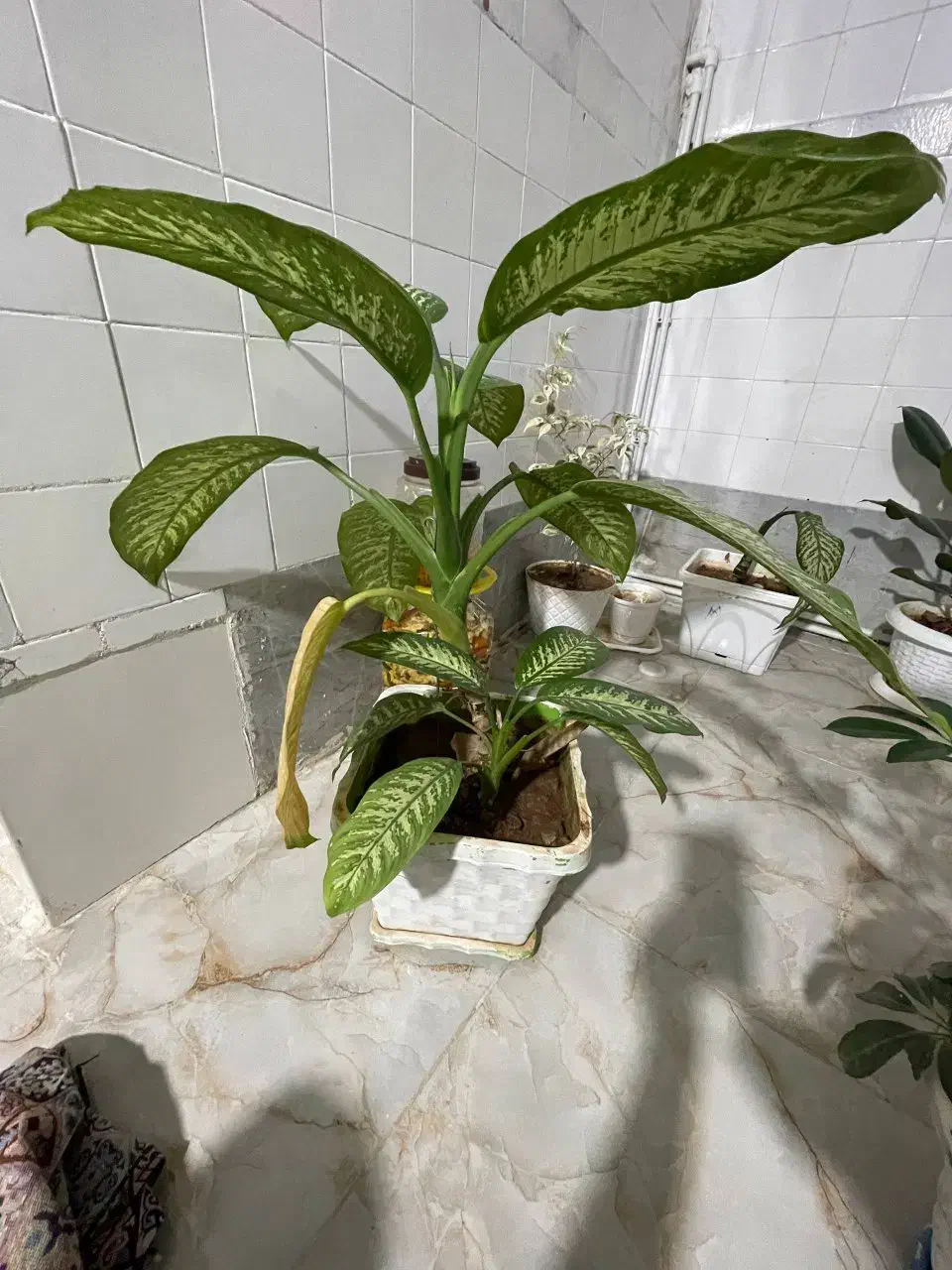 گلی|گل و گیاه طبیعی|قصرشیرین, |دیوار