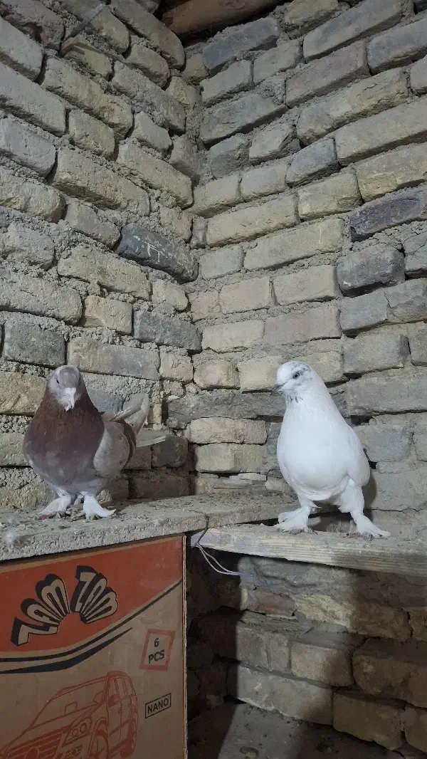 کبوتر|پرنده|لاران, |دیوار