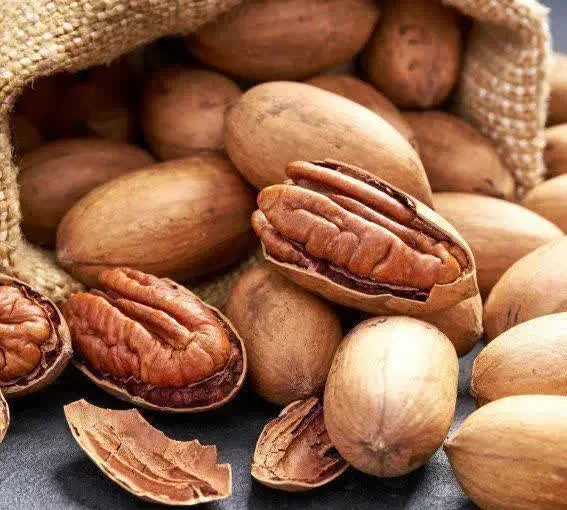 فروش درخت گردو پکان بذری|خدمات باغبانی و درختکاری|کنگاور, |دیوار