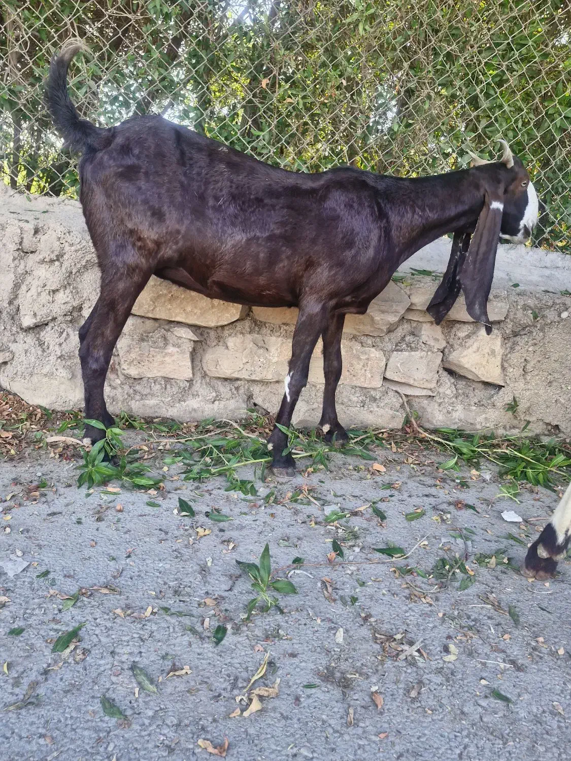 بزافغانی اصل دماغ طوطی زیرگلودارآبستن|حیوانات مزرعه|شوشتر, |دیوار