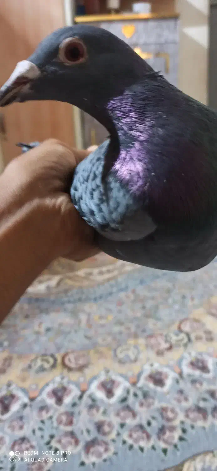 فروشی|پرنده|ایرانشهر, |دیوار