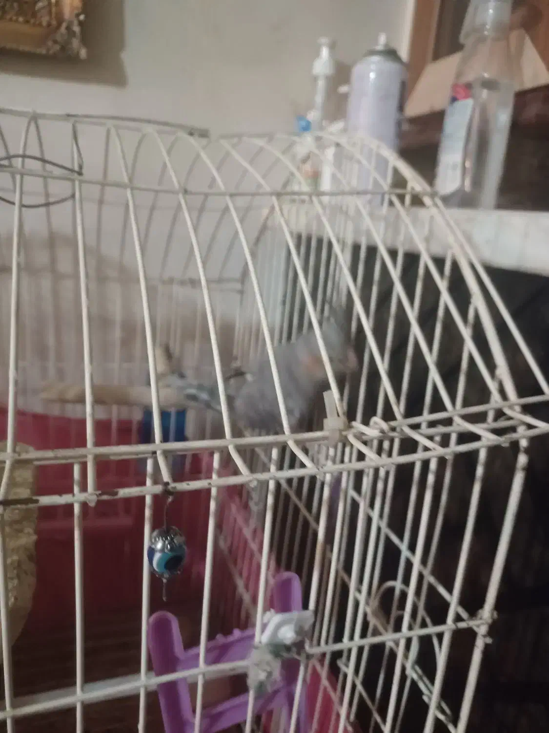 جوجه عروس هلندی زیبا|پرنده|محمدشهر, جعفرآباد|دیوار