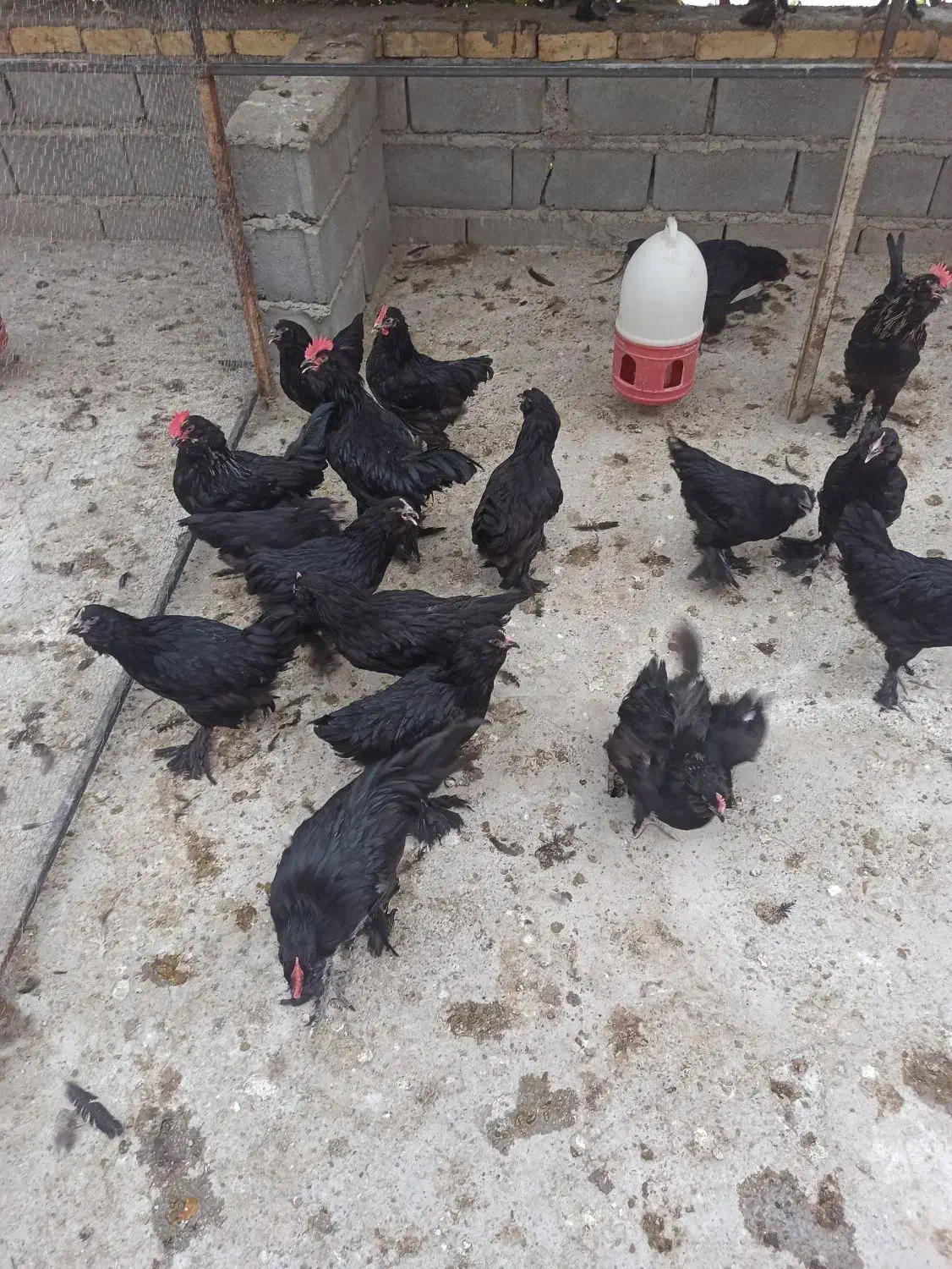 جوجه یه روزه مرندی اصیل|حیوانات مزرعه|جوادآباد, |دیوار