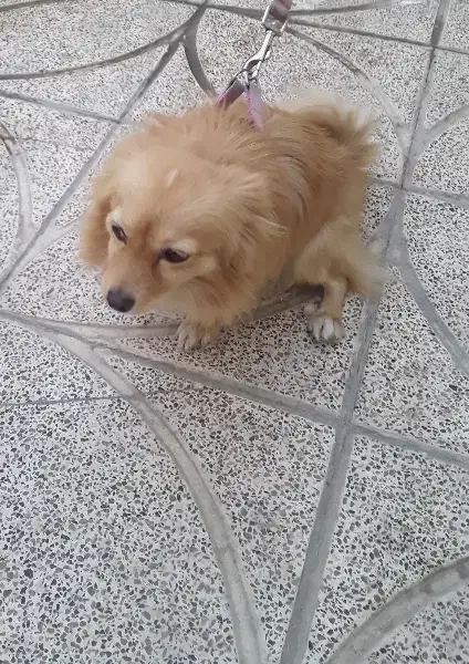 نژاد پامر روباهی جنسیت ماده|سگ|باغستان, |دیوار