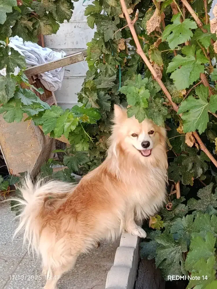 پامرانین روباهی|سگ|زرند, |دیوار