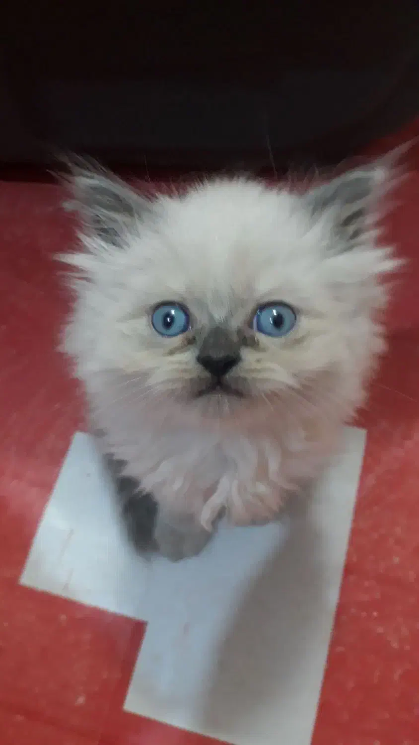 چشم آبی|گربه|بجنورد, |دیوار