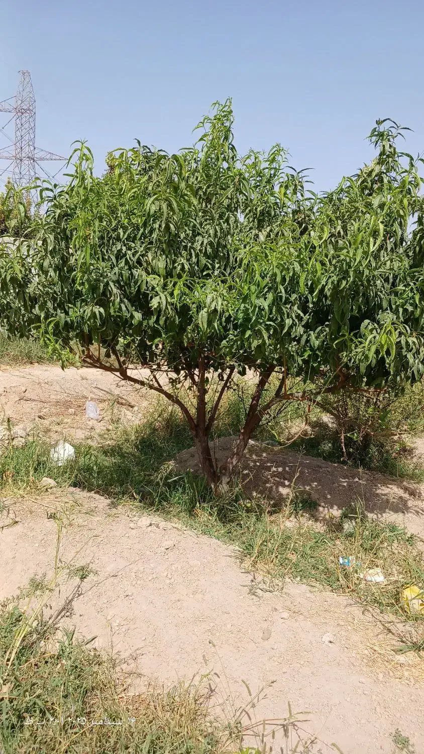 باغ،باغچه ۷۰۰متر جاده آدران شهریار|فروش دفتر صنعتی، کشاورزی، تجاری|صباشهر, |دیوار