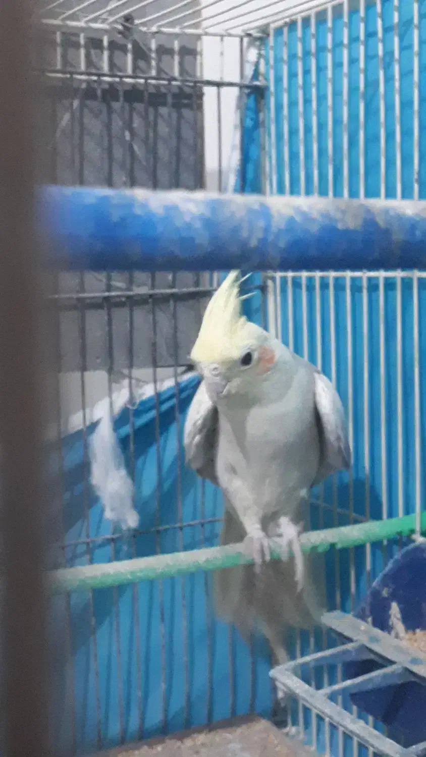 عروس هلندی سالم وشاداب|پرنده|شیروان (خراسان), |دیوار