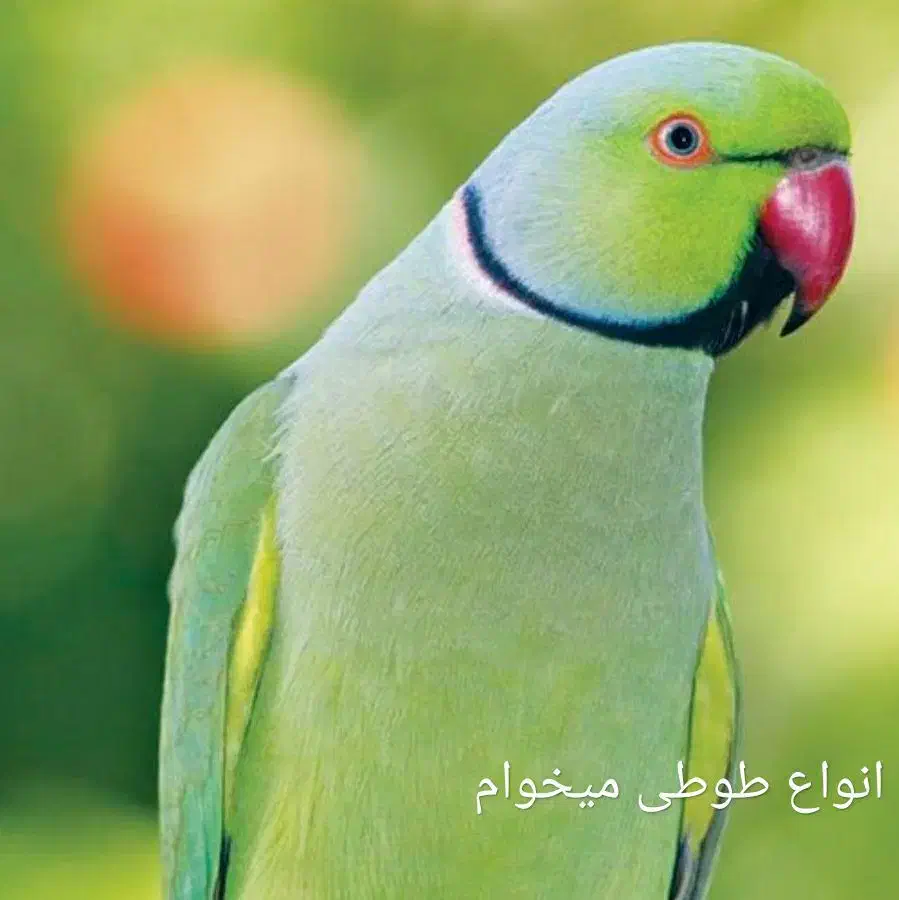 طوطی|پرنده|مشهد, کوی پلیس|دیوار