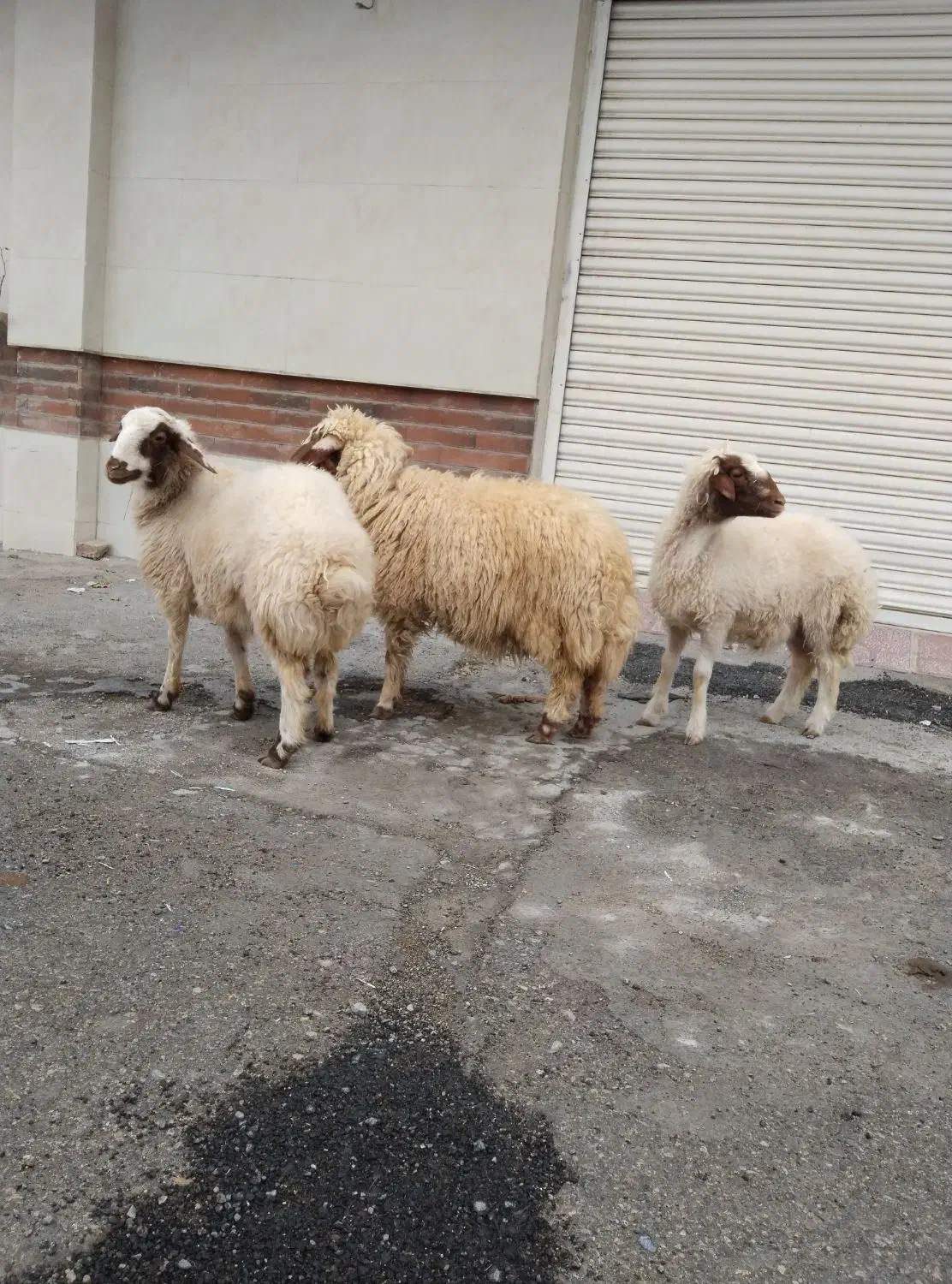 فروش بره چاق|حیوانات مزرعه|سیوان, |دیوار