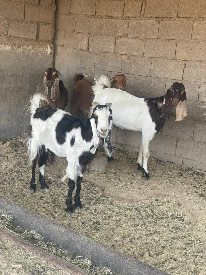 بره وبز|حیوانات مزرعه|شوشتر, |دیوار