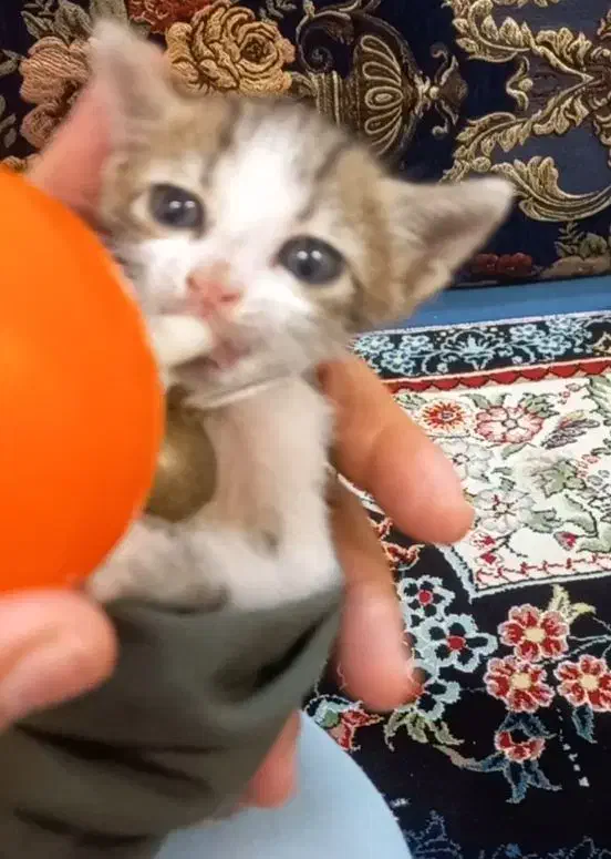 واگذاری بچه گربه|گربه|اهواز, حصیرآباد|دیوار