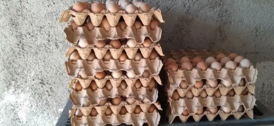 تخم مرغ نطفه دار|حیوانات مزرعه|گرگان, |دیوار