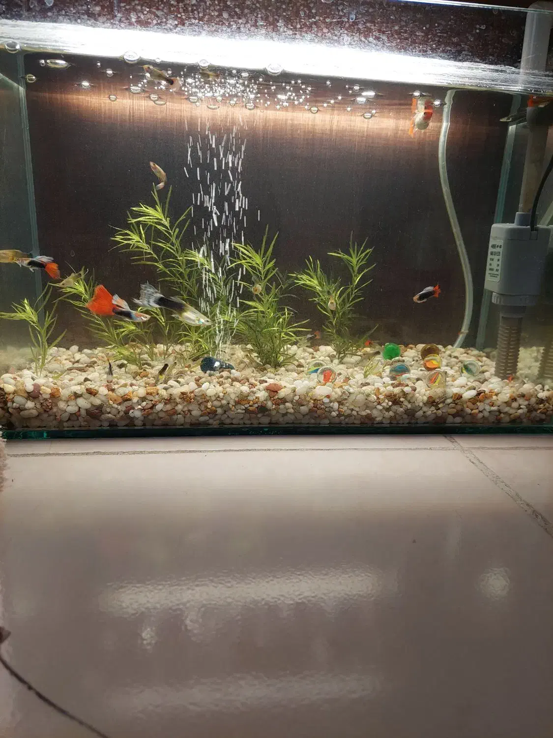 آکواریوم|ماهی|کرمانشاه, |دیوار