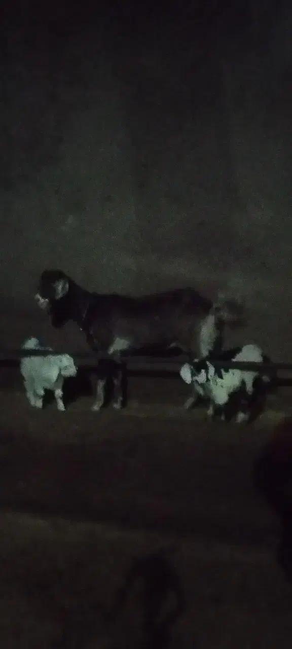 بز با دو بزغاله|حیوانات مزرعه|اردبیل, |دیوار