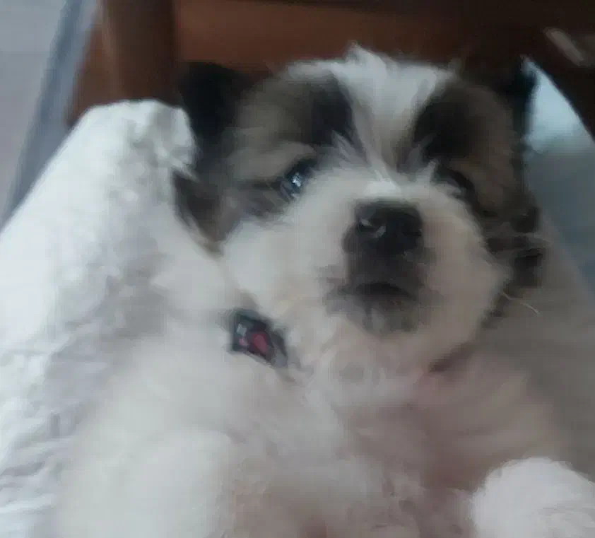 فروش توله شیتزو عروسکی|سگ|نوشهر, |دیوار