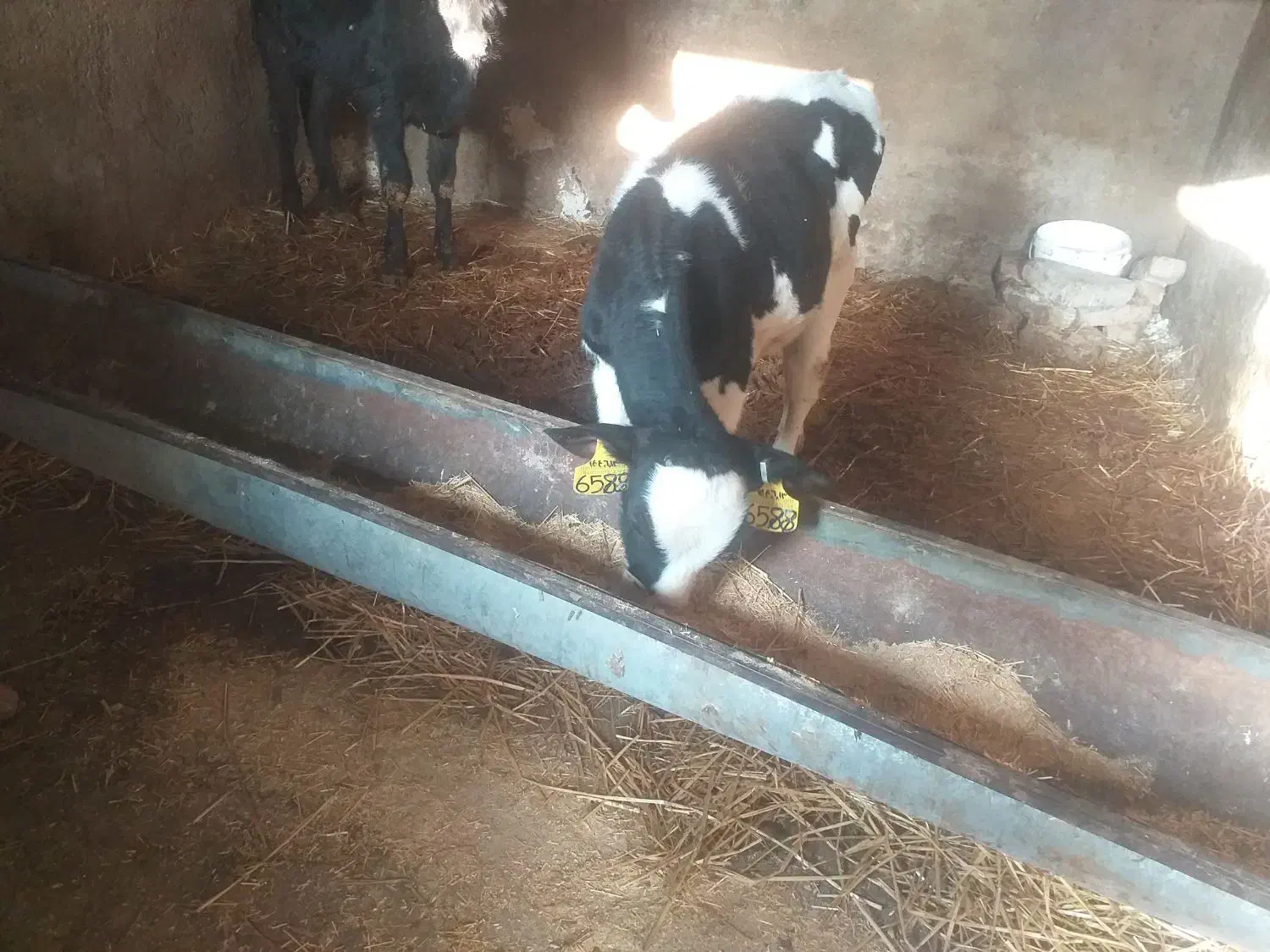 گوساله|حیوانات مزرعه|بشاریات, |دیوار