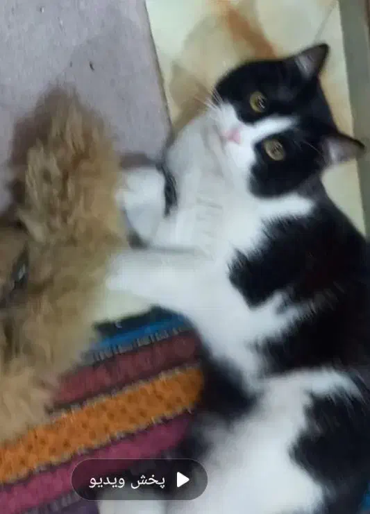 گربه ،گمشده در شهرک نساجی قائمشهر|گربه|قائم‌شهر, |دیوار