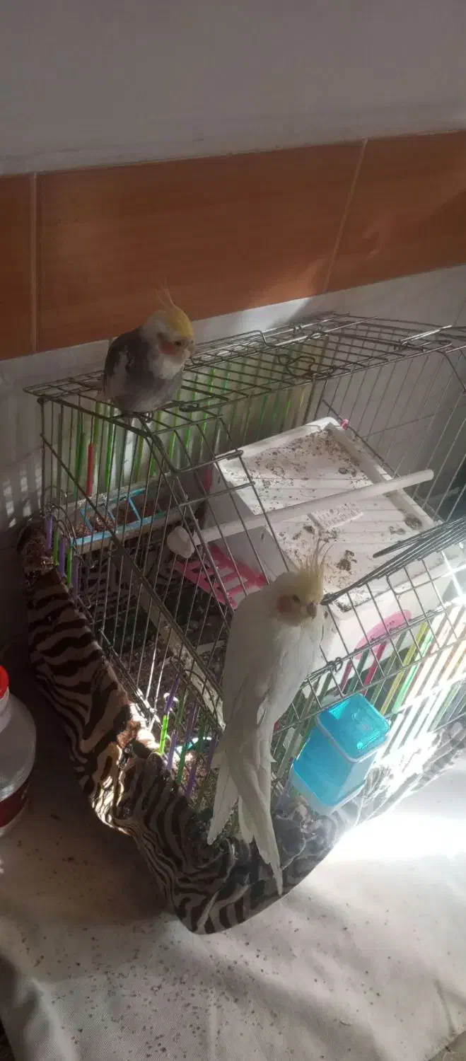 عروس طوطی|پرنده|الوند, |دیوار