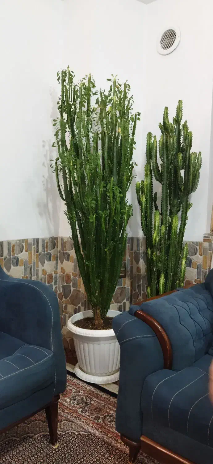 گل وگیاه|گل و گیاه طبیعی|سیلوانه, |دیوار