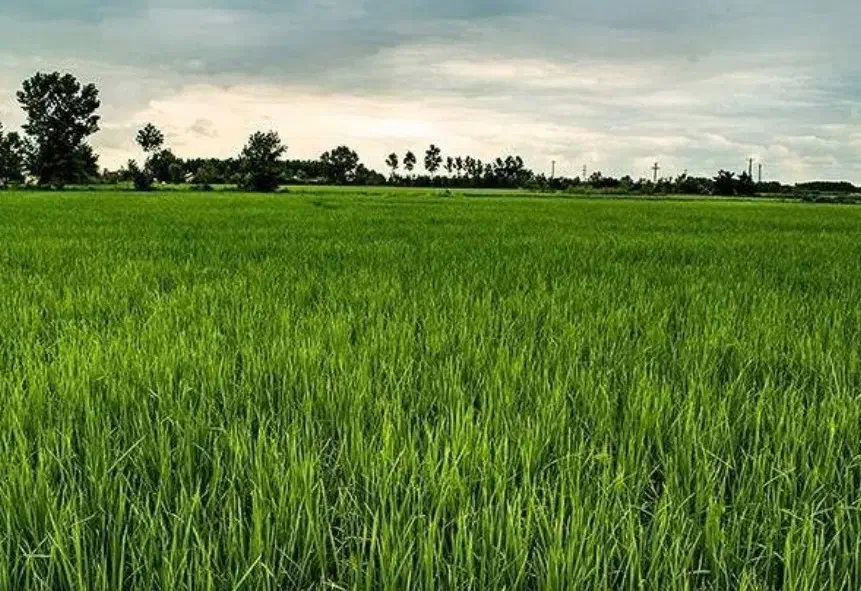 زمین کشاورزی|فروش دفتر صنعتی، کشاورزی، تجاری|لاهیجان, بازکیاگوراب|دیوار